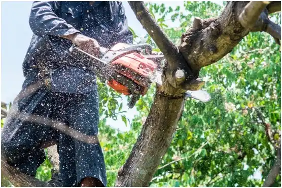 tree services Bolt